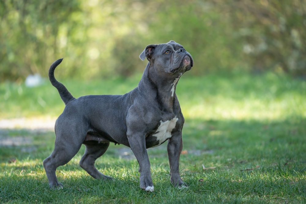 old english bulldog
