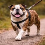 old english bulldog