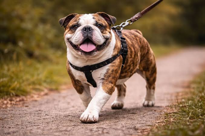 old english bulldog